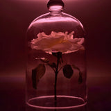 Night Blooming Jasmine & Damask Rose Candle